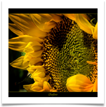 SUNFLOWER - Des Hawley